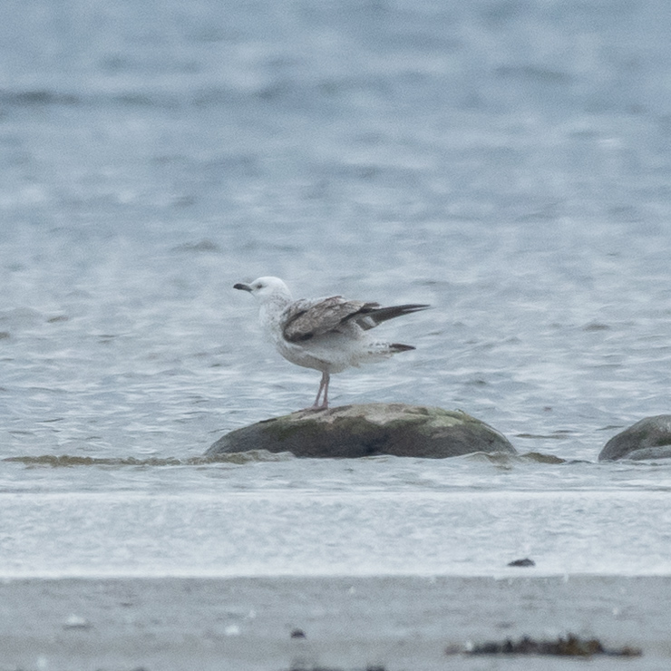 Caspian gull